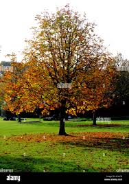 Attēlu rezultāti vaicājumam “Carpinus betulus”