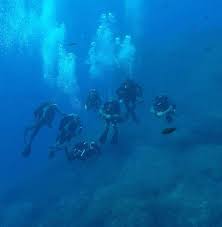 Image result for Mole Valley Sub Aqua Club