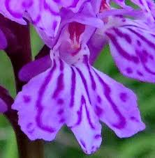 Attēlu rezultāti vaicājumam “Dactylorhiza incarnata leaf”