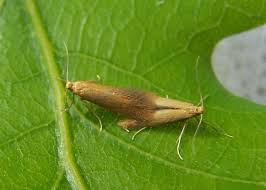 Attēlu rezultāti vaicājumam “Tischeria ekebladella”