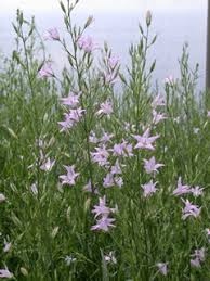 Image result for Campanula rapunculus