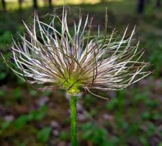 Attēlu rezultāti vaicājumam “Oenothera rubricauli bud”