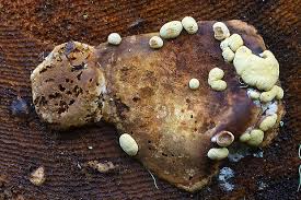 Attēlu rezultāti vaicājumam “Hypocrea pulvinata”