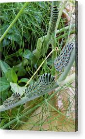 Attēlu rezultāti vaicājumam “Papilio machaon larva”