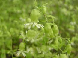 Attēlu rezultāti vaicājumam “Silene baccifera fruit”