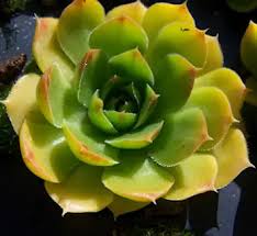 Attēlu rezultāti vaicājumam “Jovibarba globifera flower”