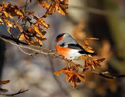 Attēlu rezultāti vaicājumam “Pyrrhula pyrrhula male”