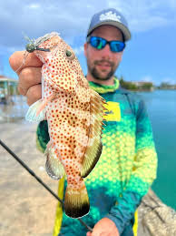 Image result for Mycteroperca venenosa