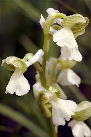 Attēlu rezultāti vaicājumam “Orchis morio”