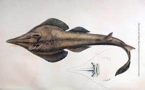 Image result for Rhinobatos rhinobatos