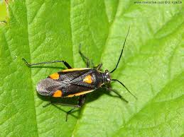 Attēlu rezultāti vaicājumam “Capsodes gothicus”