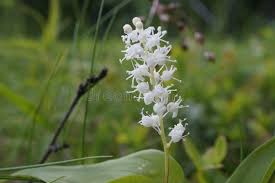 Attēlu rezultāti vaicājumam “Maianthemum bifolium flower”