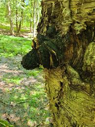 Attēlu rezultāti vaicājumam “Inonotus obliquus”