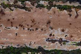 Attēlu rezultāti vaicājumam “Junghuhnia collabens”