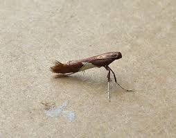 Attēlu rezultāti vaicājumam “Caloptilia stigmatella”