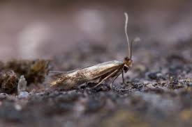 Attēlu rezultāti vaicājumam “Bucculatricidae”