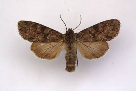 Attēlu rezultāti vaicājumam “Polia nebulosa”