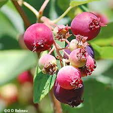 Attēlu rezultāti vaicājumam “Amelanchier spicata fruit”