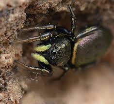 Attēlu rezultāti vaicājumam “Heliophanus sp.”