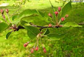Attēlu rezultāti vaicājumam “Lycogala fuscoolearium young”