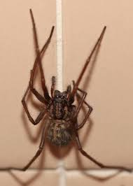 Attēlu rezultāti vaicājumam “Tegenaria sp.”