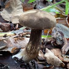 Attēlu rezultāti vaicājumam “Porphyrellus porphyrosporus”