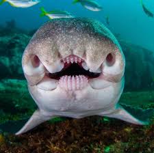 Image result for Heterodontus portusjacksoni