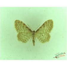 Attēlu rezultāti vaicājumam “Idaea biselata”