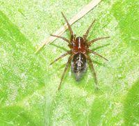 Attēlu rezultāti vaicājumam “Agelena labyrinthica”