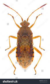 Attēlu rezultāti vaicājumam “Rhopalus maculatus”