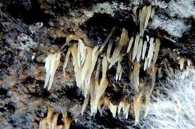 Attēlu rezultāti vaicājumam “Mucronella bresadolae”