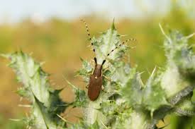 Attēlu rezultāti vaicājumam “Nothorhina punctata”