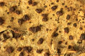 Attēlu rezultāti vaicājumam “Arthonia vinosa”