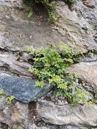 Attēlu rezultāti vaicājumam “Asplenium ruta-muraria”