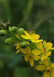 Attēlu rezultāti vaicājumam “Agrimonia pilosa flower”