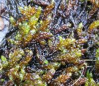 Attēlu rezultāti vaicājumam “Scorpidium scorpioides”