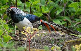 Image result for Chrysolophus amherstiae