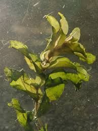 Attēlu rezultāti vaicājumam “Potamogeton lucens”