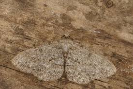 Attēlu rezultāti vaicājumam “Hypomecis punctinalis”