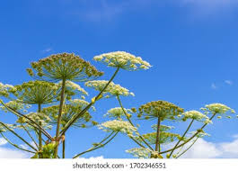 Attēlu rezultāti vaicājumam “Heracleum sosnowskyi fruit”