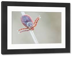 Attēlu rezultāti vaicājumam “Dermacentor reticulatus”