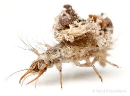 Attēlu rezultāti vaicājumam “Chrysopidae larva”