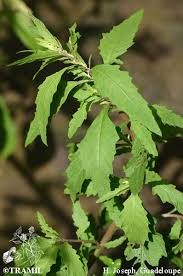 Attēlu rezultāti vaicājumam “Chenopodium acerifolium”
