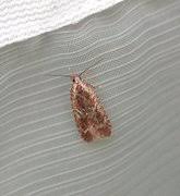 Attēlu rezultāti vaicājumam “Agonopterix hypericella”
