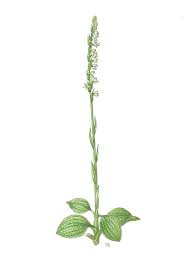 Attēlu rezultāti vaicājumam “Goodyera repens fruit”