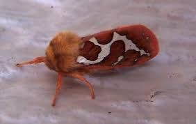 Attēlu rezultāti vaicājumam “Hepialus sylvina”