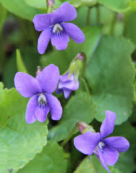 Image result for violet