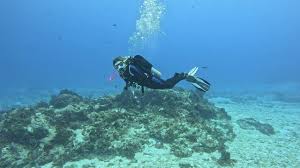 Image result for Duchy Divers
