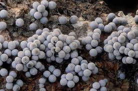 Attēlu rezultāti vaicājumam “Badhamia capsulifera”