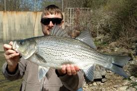 Image result for Morone chrysops